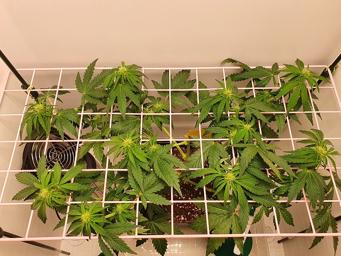 Growreport Bild 2