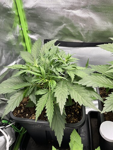 Growreport Bild 1