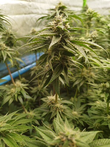 Growreport Bild 4