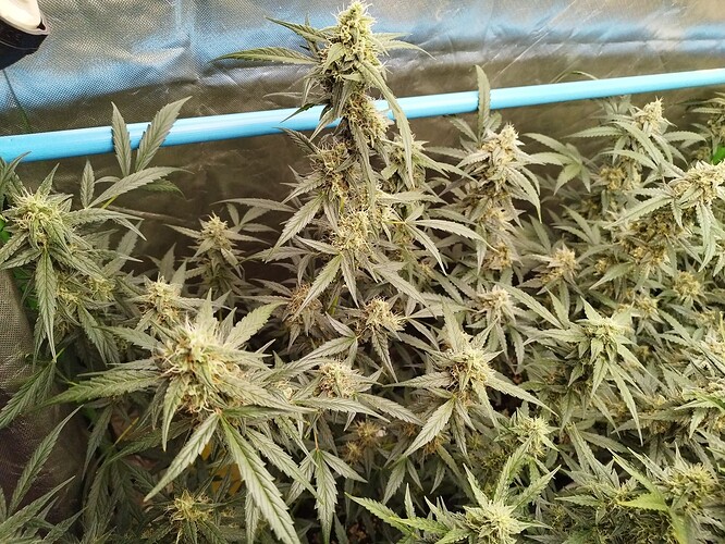 Growreport Bild 7