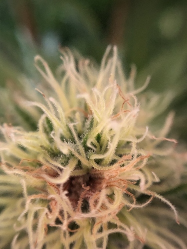 Growreport Bild 6