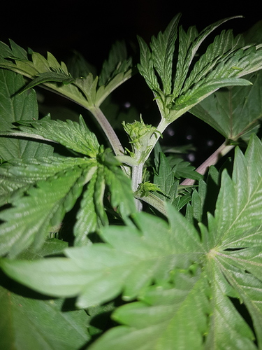 Growreport Bild 13