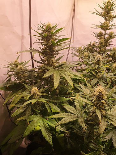 Growreport Bild 4