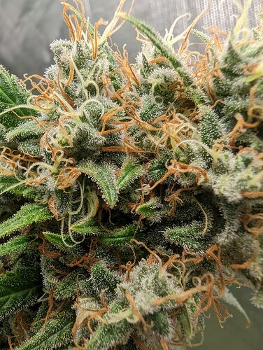 Growreport Bild 23