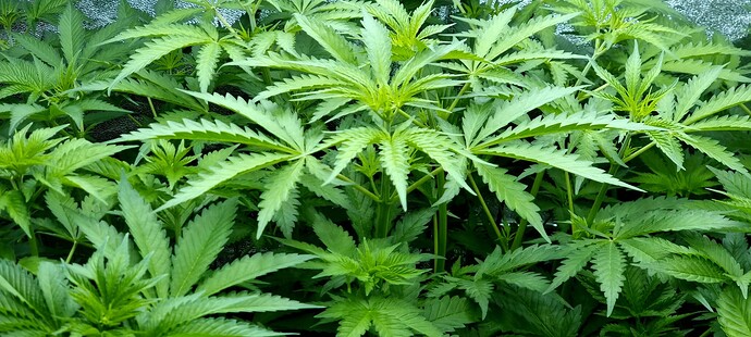 Growreport Bild 11