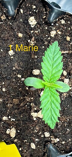 Growreport Bild 25