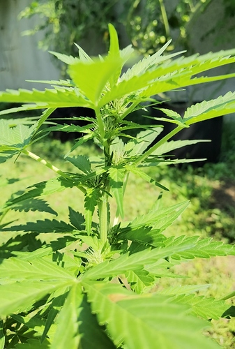 Growreport Bild 3