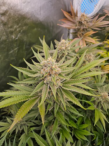Growreport Bild 65