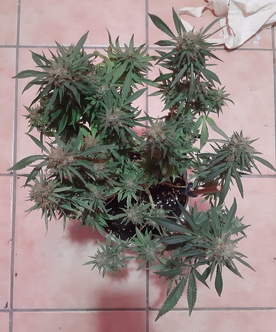 Growreport Bild 5