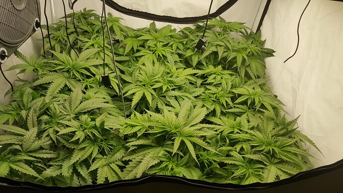Growreport Bild 8