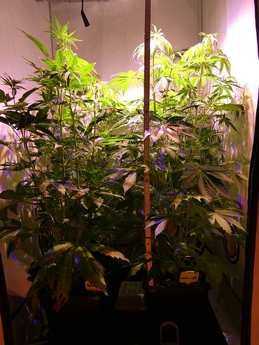 Growreport Bild 1