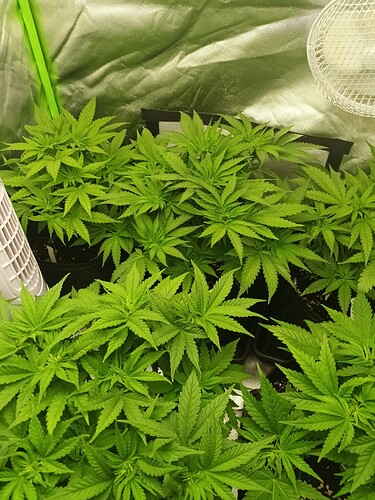 Growreport Bild 8