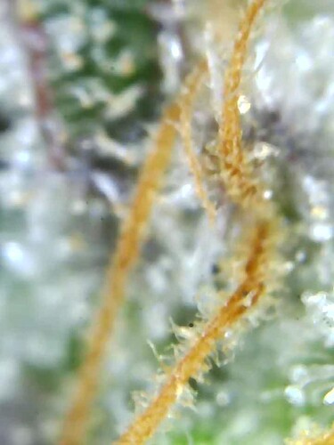 Growreport Bild 8