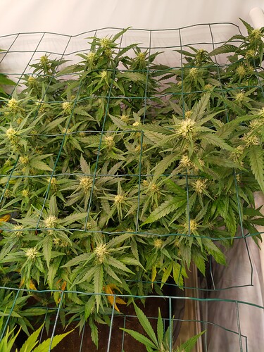 Growreport Bild 6