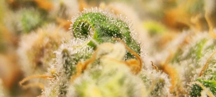 Growreport Bild 26
