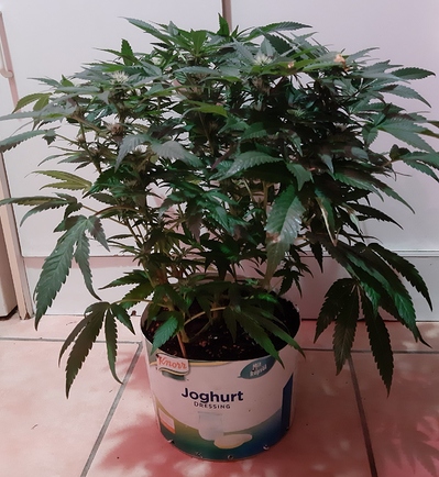 Growreport Bild 16