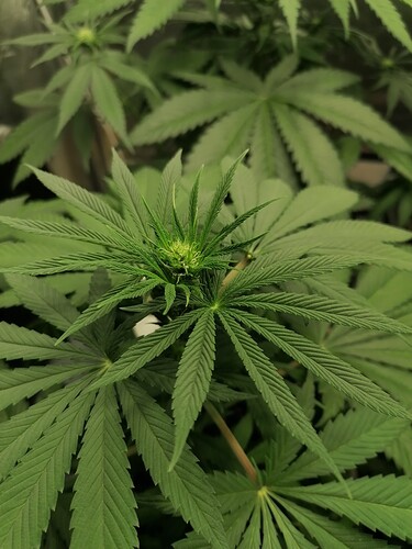 Growreport Bild 5