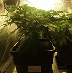 Growreport Bild 34
