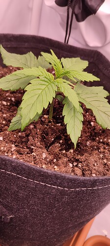 Growreport Bild 2