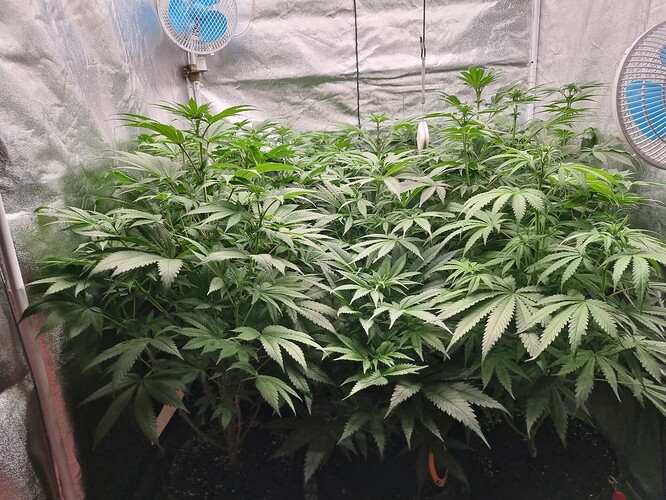 Growreport Bild 56