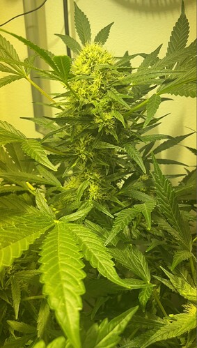 Growreport Bild 5