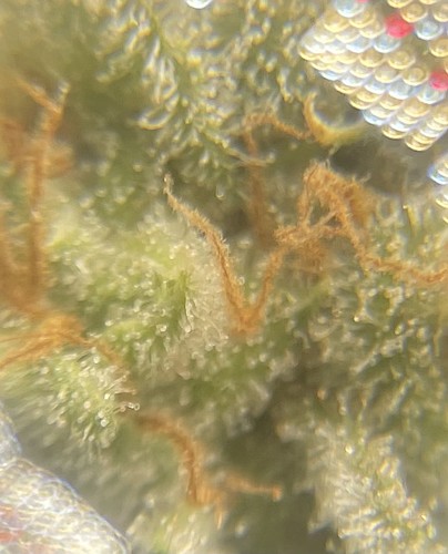 Growreport Bild 4
