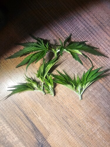 Growreport Bild 11