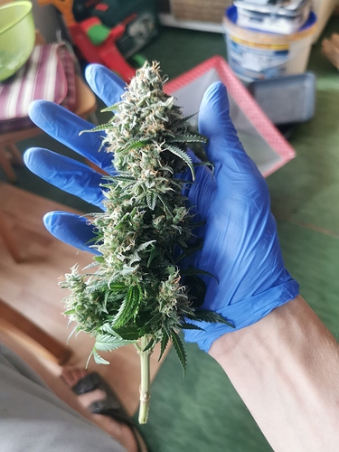 Growreport Bild 2
