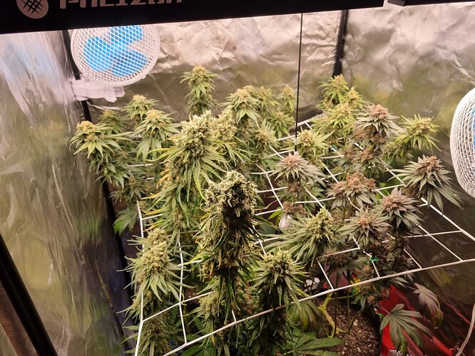 Growreport Bild 1