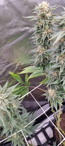 Growreport Bild 2