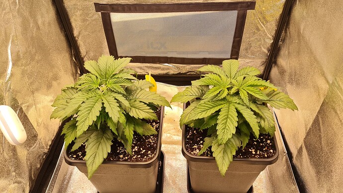 Growreport Bild 3