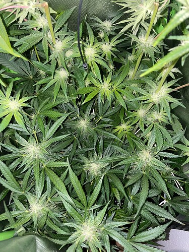 Growreport Bild 6