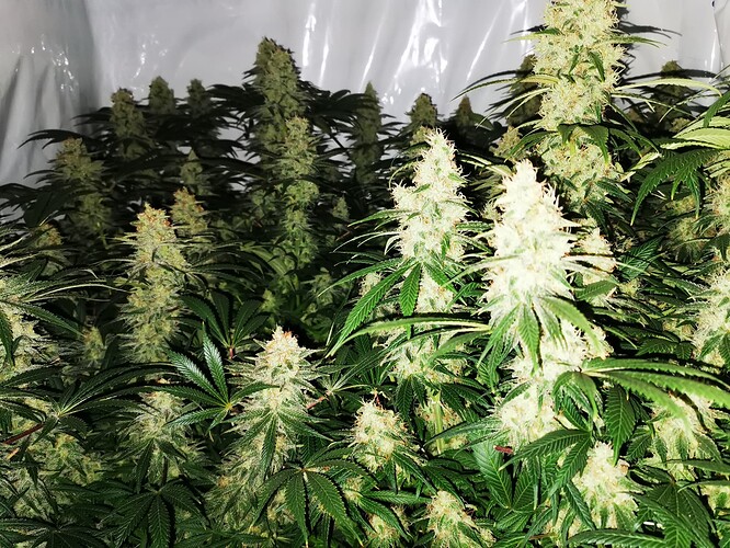 Growreport Bild 2