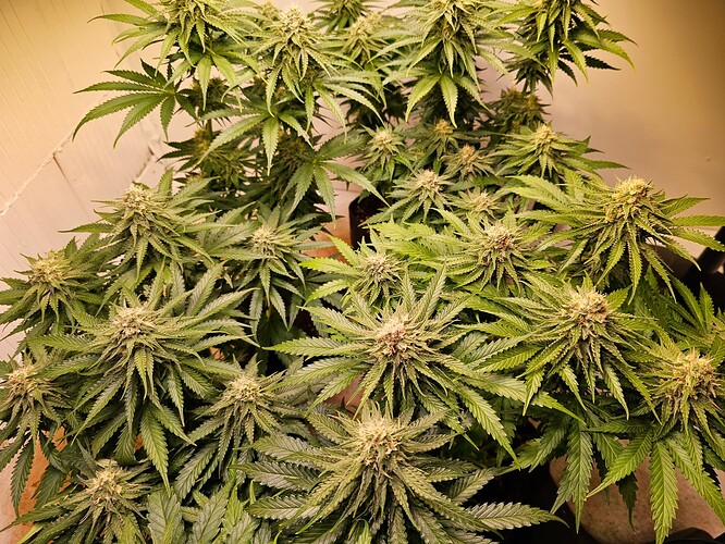Growreport Bild 20