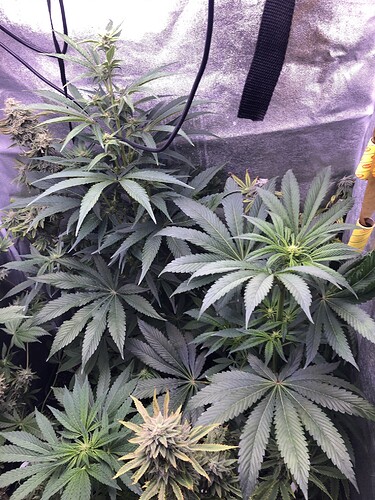 Growreport Bild 1
