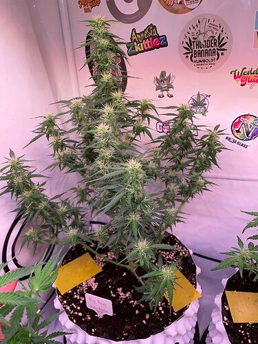 Growreport Bild 2