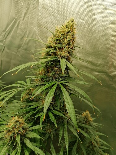 Growreport Bild 11