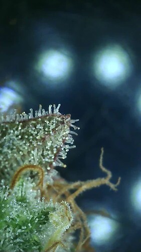 Growreport Bild 38