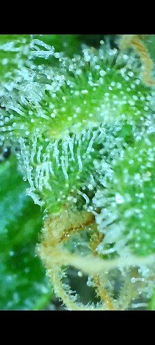Growreport Bild 38