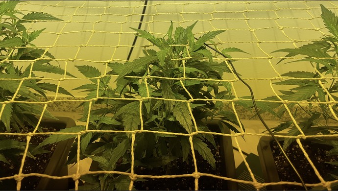 Growreport Bild 15