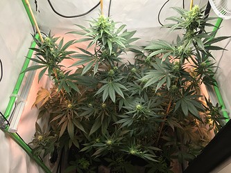 Growreport Bild 5
