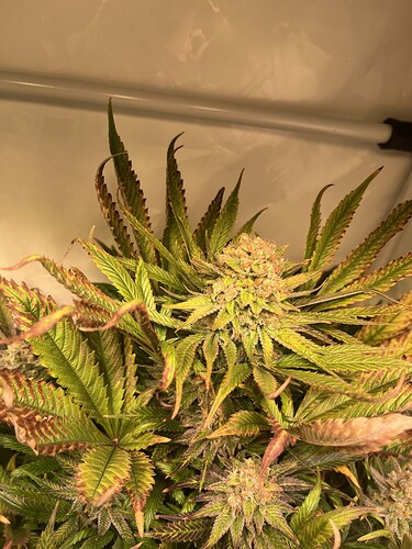 Growreport Bild 8