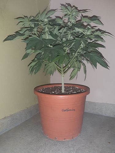 Growreport Bild 1