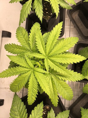 Growreport Bild 15
