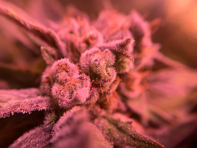 Growreport Bild 20