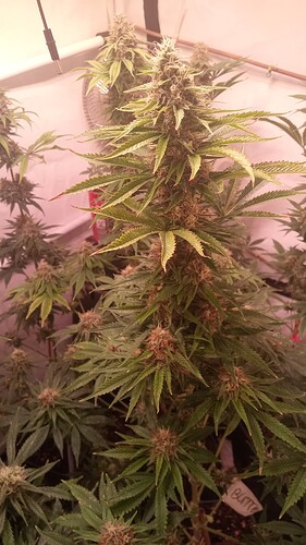 Growreport Bild 9