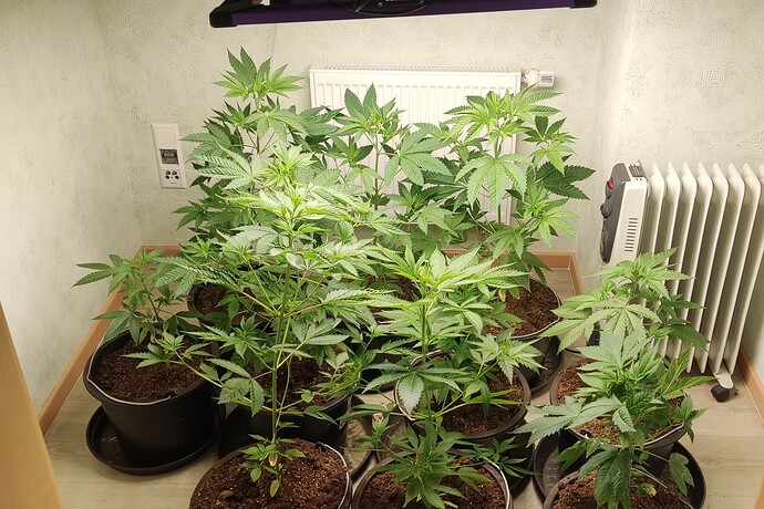 Growreport Bild 5