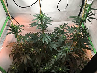 Growreport Bild 9