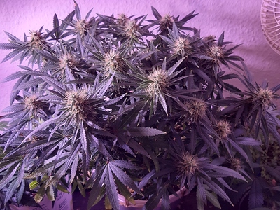 Growreport Bild 5