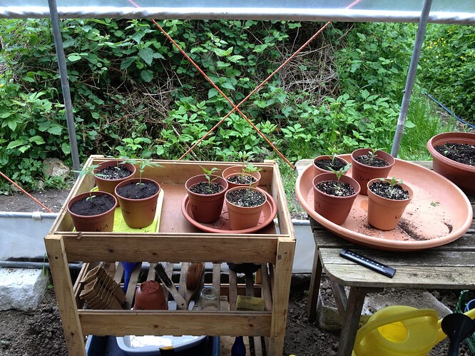 Growreport Bild 61